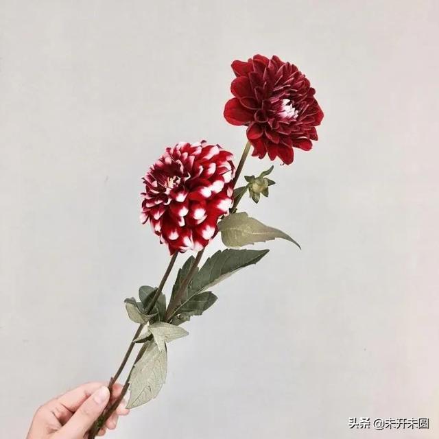 42岁翁帆谈96岁杨振宁的爱情:我只是嫁给了爱情,别把我想那么物质！你怎么看？