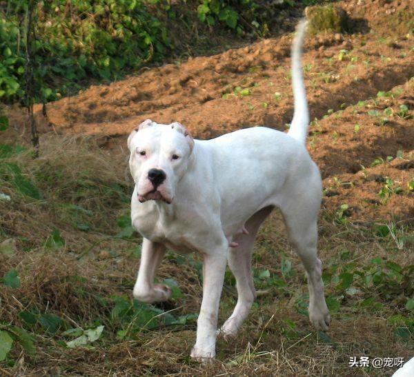 国外杜高犬打猎视频:杜高犬真的可以猎杀美洲狮吗？