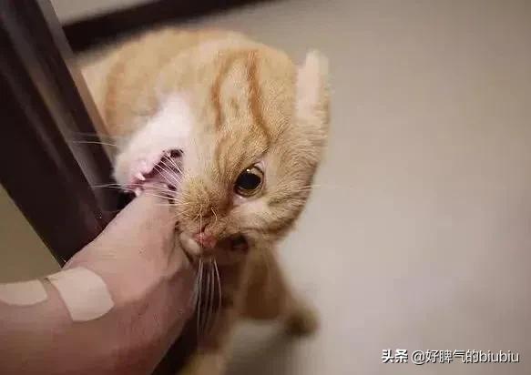 疯猫:一给猫打开猫零食，猫就像疯了一样怎么办？
