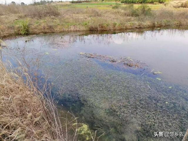 金鱼藻的图片和介绍:小龙虾里面的水草不多会怎么样，能够和鱼一起混养吗？