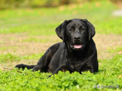 拉布拉多幼犬怎么养:怎样饲养拉布拉多犬，它会更健康呢？