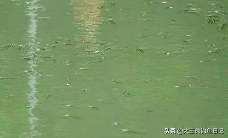 蓝倒吊鱼不会吃漂浮在水面的饲料:散养鱼塘，水肥鱼不开口，怎么办，有什么好的建议？