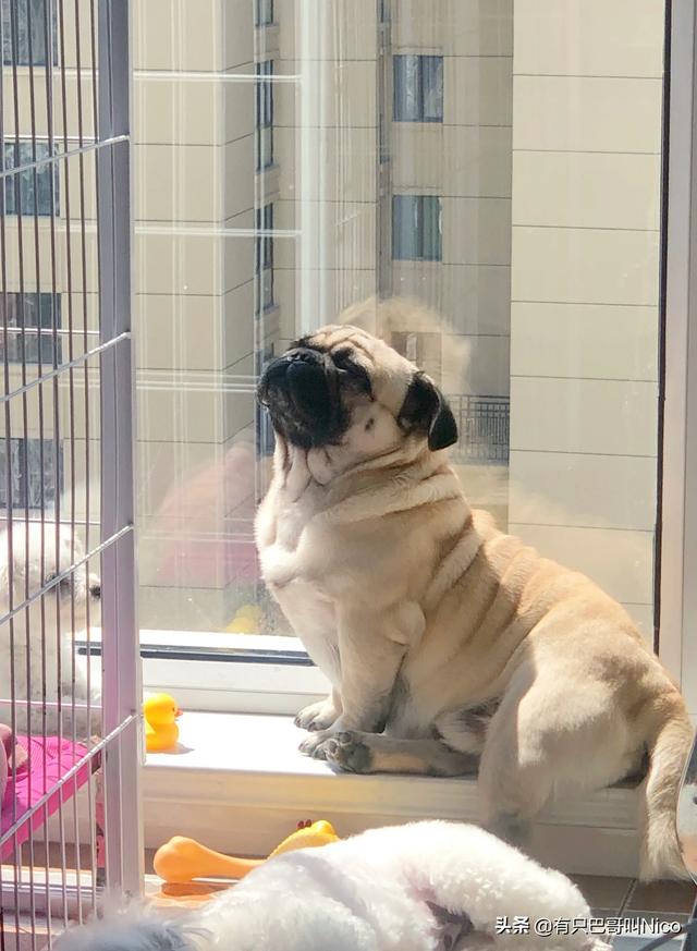 头条问答 为什么小型犬那么爱叫 大型犬一般都挺乖的 14个回答