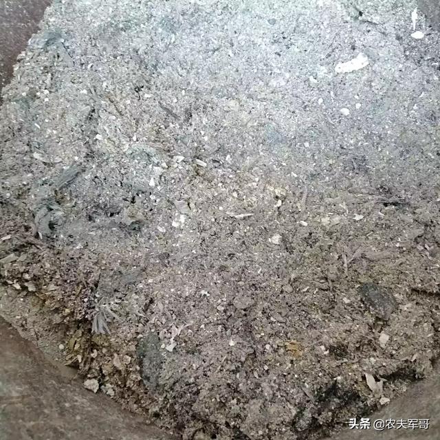 虫不知国语:爆笑虫子里的小黄和小红分别是什么生物？