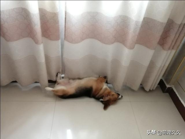 泰迪罚站一晚上视频:你晚上会让狗狗睡在床上吗？为什么？ 泰迪被罚站的视频完整