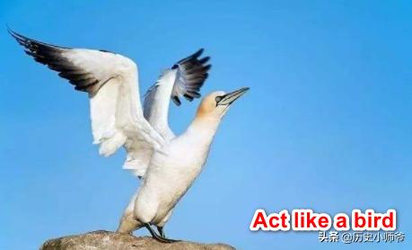 我感觉我就像一只鸟的英文:act like a bird是什么意思？