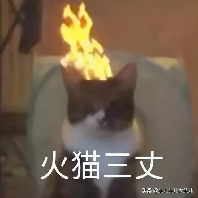 养猫记all黑:还记得你第一次养猫的年龄段吗？什么时候？