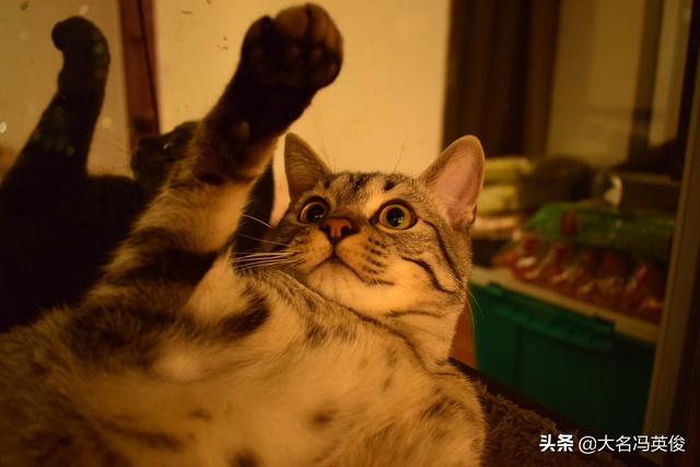 猫粮vitakraft冻干粮:Griffin猫粮怎么样？