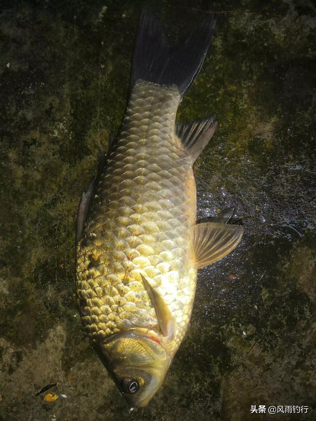 德阳钓鱼<a href=https://maguai.com/personal/ target=_blank class=infotextkey><a href=https://maguai.com/group/ target=_blank class=infotextkey><a href=https://maguai.com/personal/ target=_blank class=infotextkey><a href=https://maguai.com/group/ target=_blank class=infotextkey>微信群</a></a></a></a>:租了30多亩地，搞了一年多的垂钓，现在资金链断了，该怎么办？(光伏租地多少钱一亩2020)