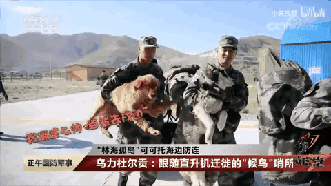 哈士奇:为什么哈士奇叫二哈？哈士奇真的那么傻吗？
