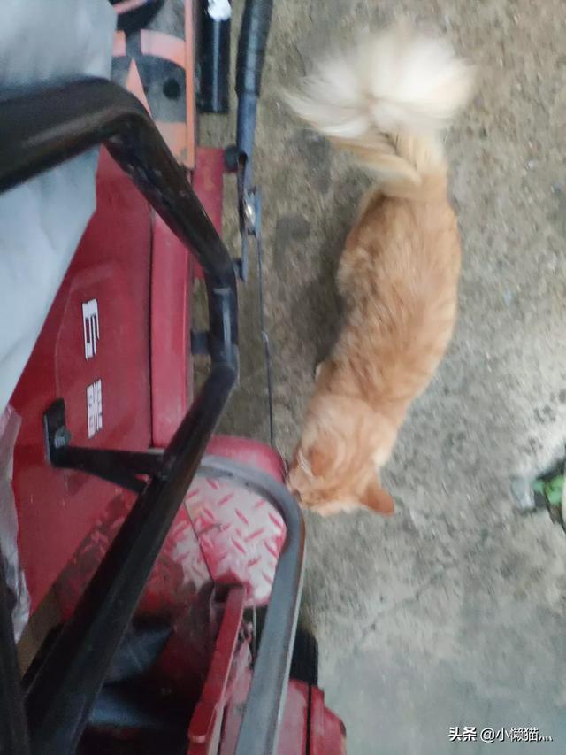 流浪猫救主人:流浪猫在门外，不肯离开，怎么办？