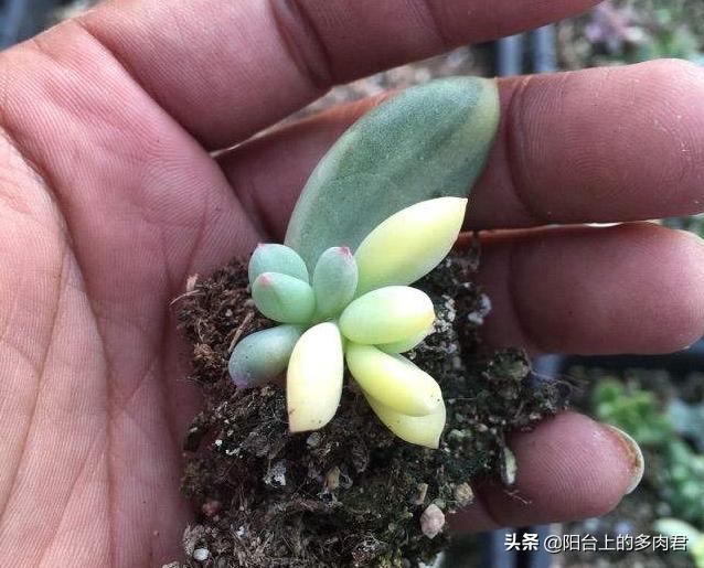 王玉珠帘图片:药锦叶插长出的苗苗还是白的，还有救吗？