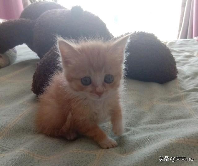 猫图片大全:养田园猫，你愿意花钱吗？