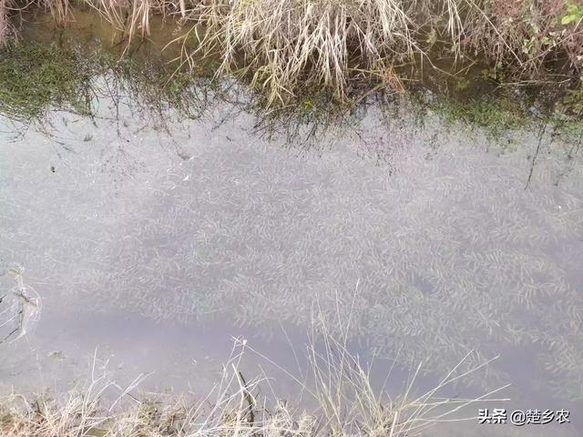 水草种类:养殖池塘里种水草好，还是不种水草好？