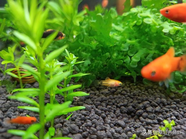 水草泥怎么才能洗干净:如何清理草缸底沙中的便便？