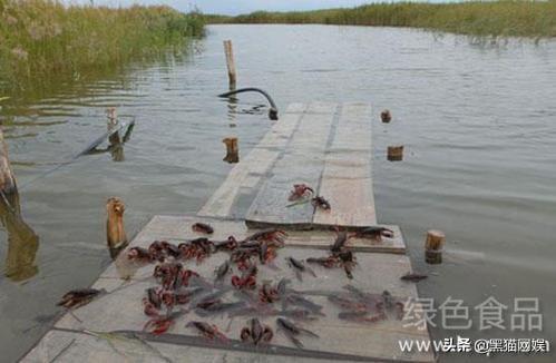 王锦蛇的养殖周期:小龙虾养殖周期是多长？一般养殖多长时间可以达到上市规格？