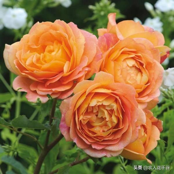 vents月季花品种介绍及图片:能不能推荐一种勤花多季、有香味的爬藤月季？