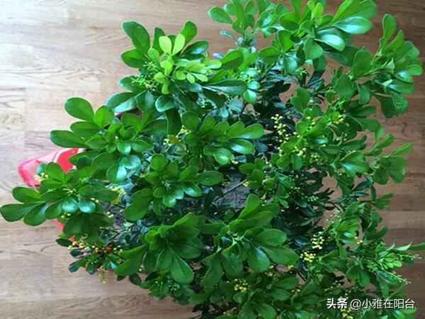 米兰花怎么修剪:米兰开花后夏季能修剪吗，米兰怎样修剪更茂盛？