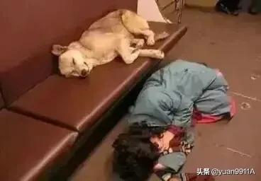 科蒙多尔犬哪里有卖:公共场所喂养流浪狗违法么？