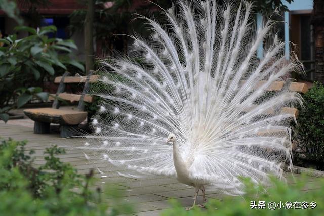 凤尾鱼的养殖方法多少温度合适:有谁知道如何养殖孔雀尾？
