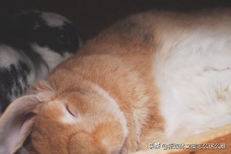 兔子 脱毛露:兔子脱毛癣会死吗，兔子得了脱毛癣用什么办法治疗？