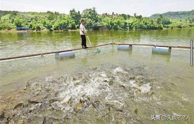 鱼塘有鱼虱子怎么彻底去除:鱼塘里养着有鱼，但福寿螺很多，该怎样才能把福寿螺灭掉呢？