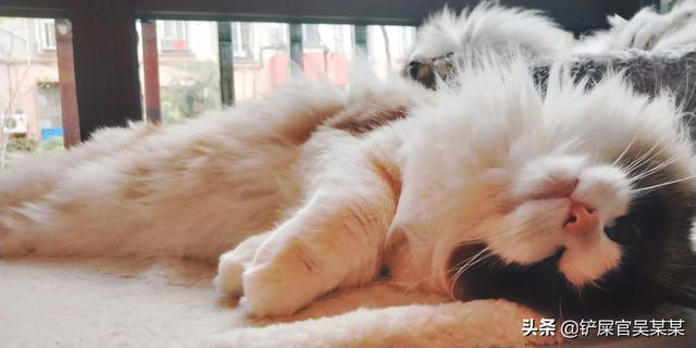 那就养一只布偶猫吧:布偶猫好养吗？如何正确喂养？