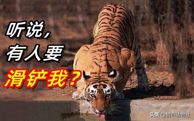 海狸鼠尾巴为什么值钱:哪种动物可以杀死东北虎，为什么没有动物敢吃东北虎？