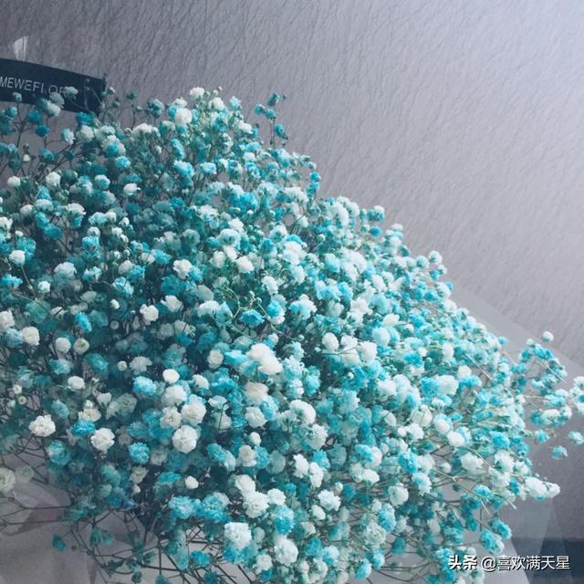 满天星是一年生的植物吗可不可以在室内养
