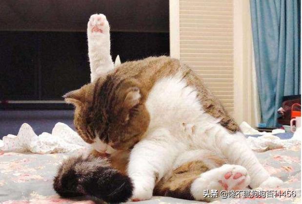 猫 心丝虫 检测:猫心丝虫检测 猫咪身上有虫，会有什么表现？