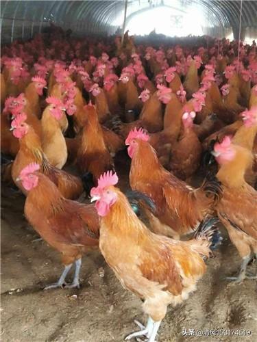 鸡感冒吃什么药好的快了:一斤左右的小鸡生病用什么药好？