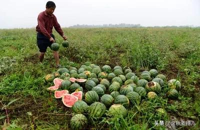 西瓜蚜虫怎么防治:大棚种植西瓜，易发生病害，要如何防治呢？