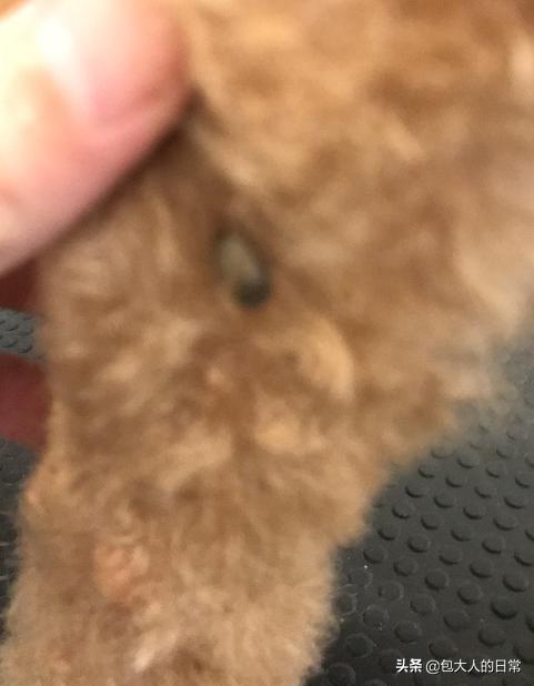 泰迪犬癫痫视频:成年的泰迪狗狗，经常发抖怎么回事？
