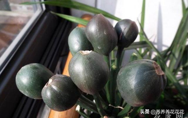 办公室君子兰开花有什么兆头:君子兰六年了第一次开花，是否意味着生命结束了？