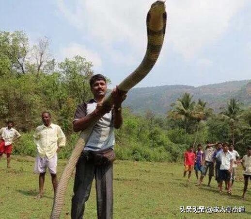 眼镜蛇种蛇的养殖视频:山东地区是否适宜养殖眼镜蛇、尖吻蝮、银环蛇等剧毒蛇类？