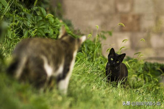 浏阳市的流浪狗狗在那里:什么地方容易碰到流浪猫狗？