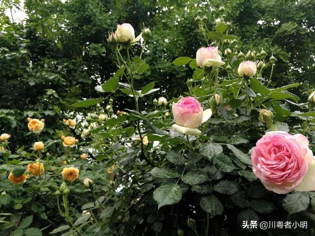 头条问答 月季和蔷薇怎么分辨 9个回答