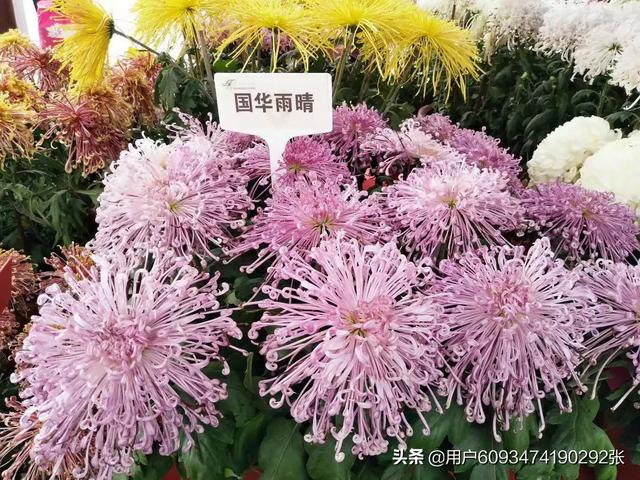 霜降到立冬的养生该如何做？