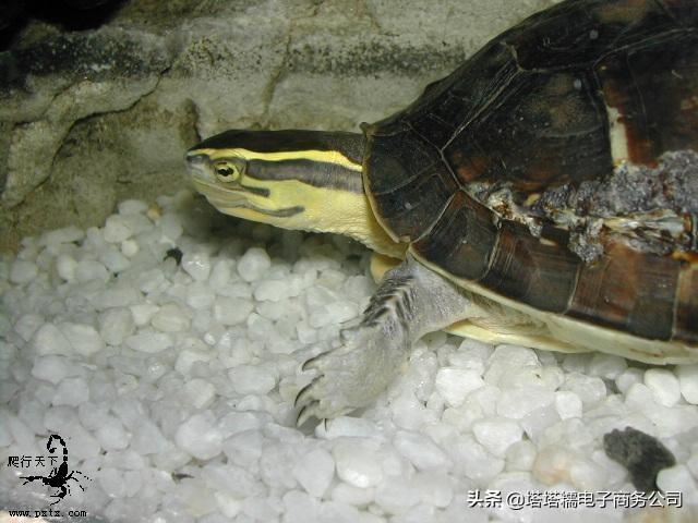 安布闭壳龟:安布闭壳龟 云南闭壳龟和安布闭壳龟的区别是什么？
