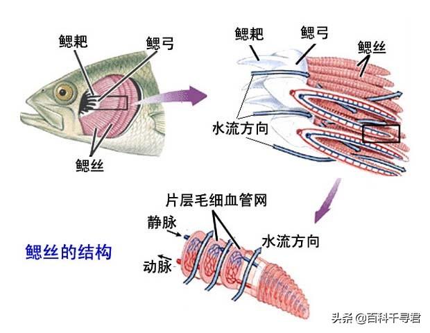 鲶鱼效应生活中的例子，高手在民间，福建