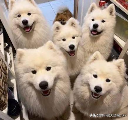 萨摩耶犬图片:为什么很少人养萨摩耶？萨摩耶真的那么难养吗？