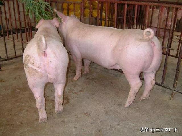 磺胺间甲氧嘧啶钠用法:母猪配种时后背总弓着是什么原因？