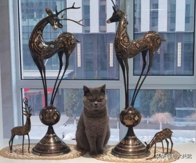 猫捉老鼠酷跑:两只猫天天在家跑酷，每天搞得乱七八糟怎么办？