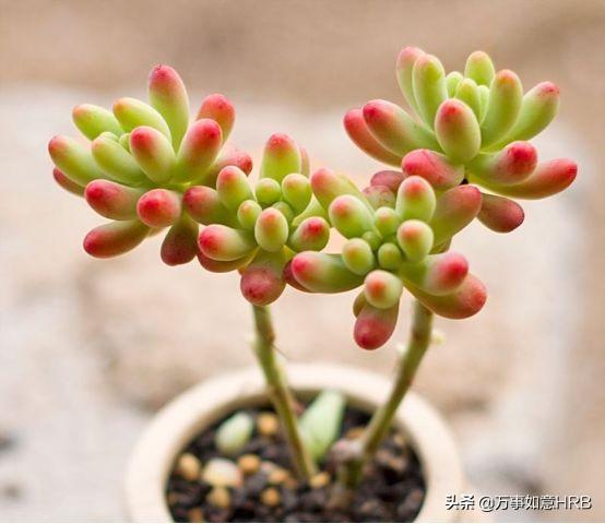 八种东西别放床头,什么植物晚上不能放卧室？绿萝可以放吗？