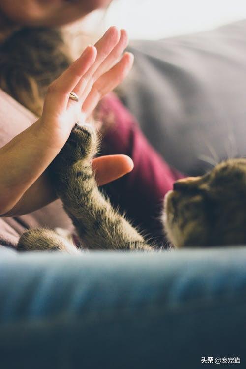 朋友是猫:朋友寄养我这里的猫养出感情不想还了怎么办？