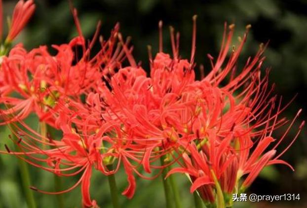 鸡冠花什么时候开，春夏秋冬各季节分别都开什么花