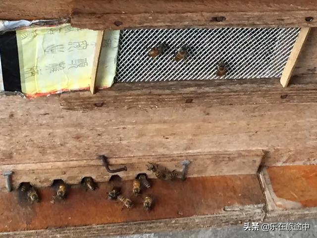 关于蜜蜂的知识有哪些简单:怎么样养殖蜜蜂才不会跑？