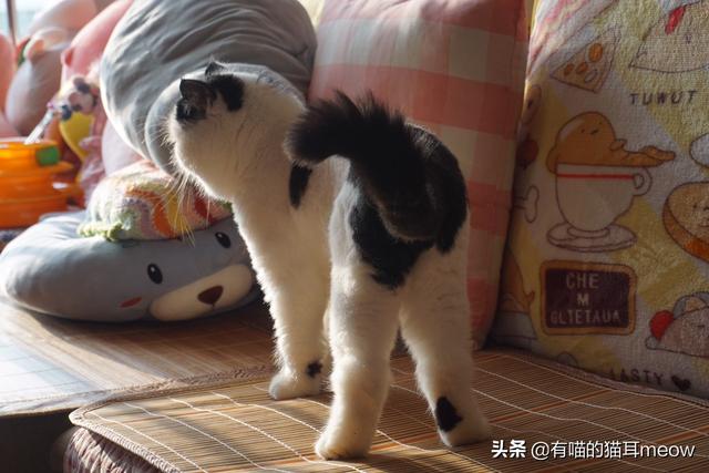 猫咪睡在猫砂盆:猫咪最近不在猫砂盆里上厕所，老是尿在被子上，是怎么回事？