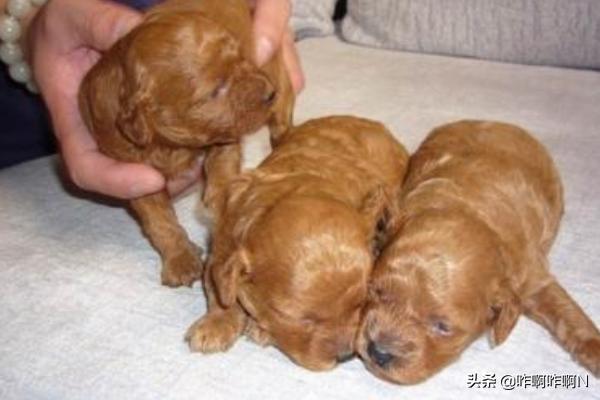 泰迪熊狗:泰迪熊犬打疫苗应该注意什么？