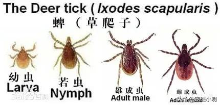 拜宠爽作用原理:狗子有蜱虫用什么内服药处理？ 拜宠爽体外驱虫